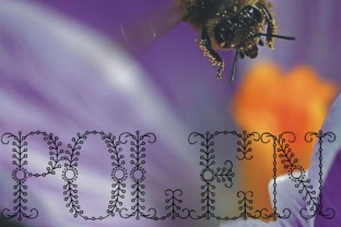 Polen: A Soft Display Font